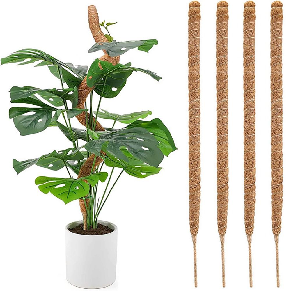 Monstera Thai Constellation - 1 Uds. De cáscara de coco,