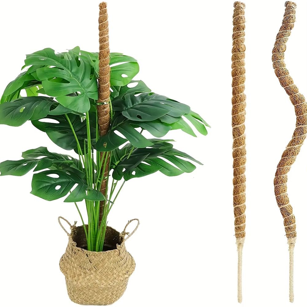 1 Uds. De cáscara de coco, mus - Monstera Thai Constellation reseña y precio