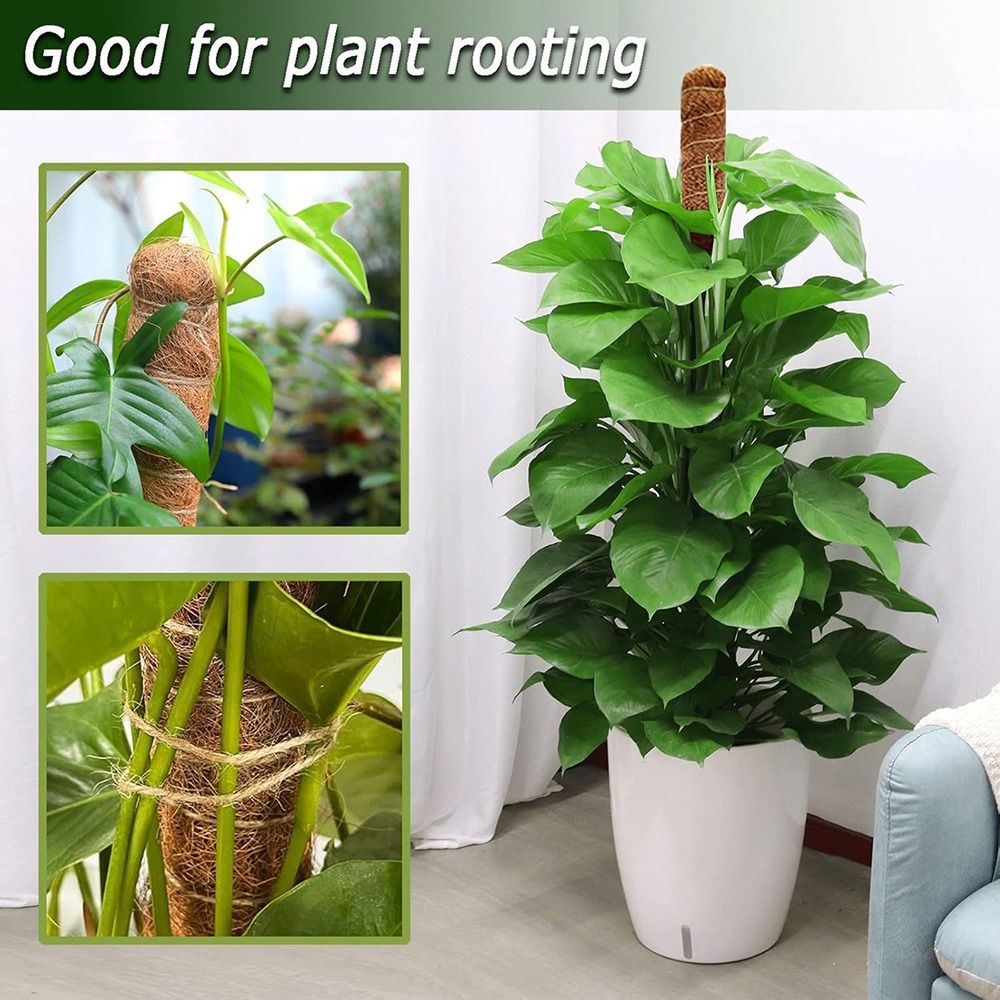 1 Uds. De cáscara de coco, mus - Monstera Thai Constellation reseña y precio