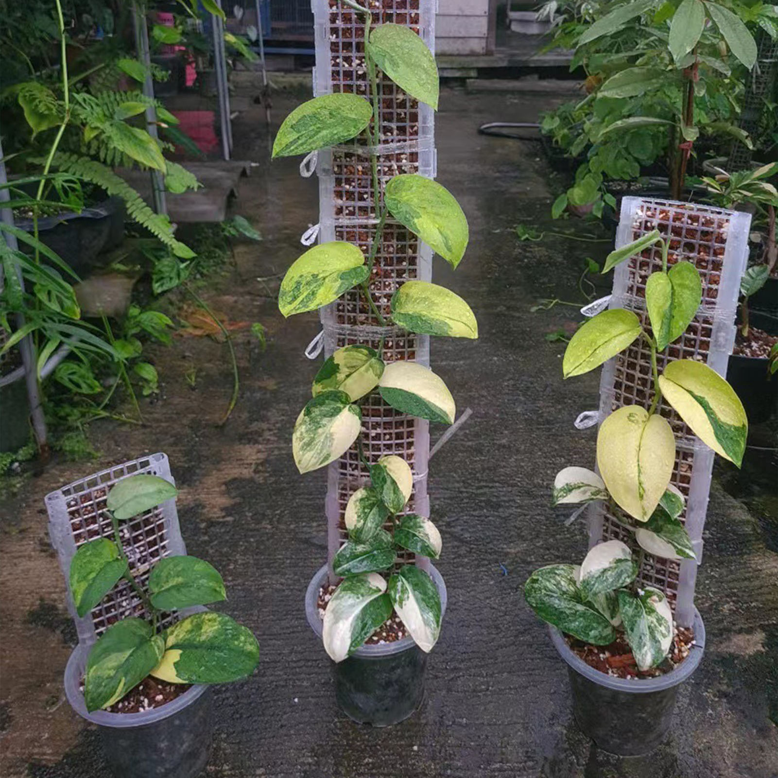 Poste de musgo de plástico par - Monstera Thai Constellation reseña y precio