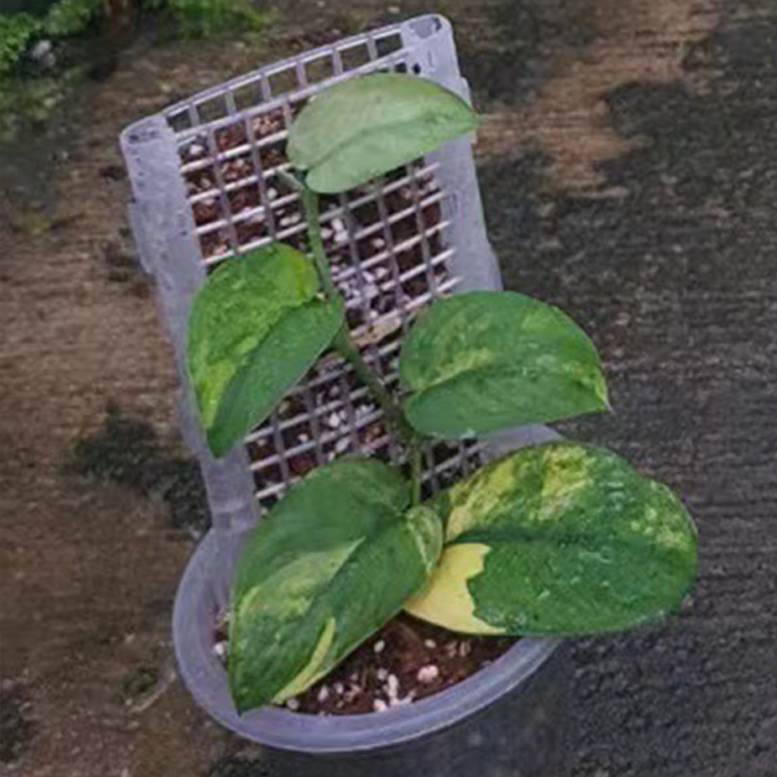 Poste de musgo de plástico par - Monstera Thai Constellation reseña y precio