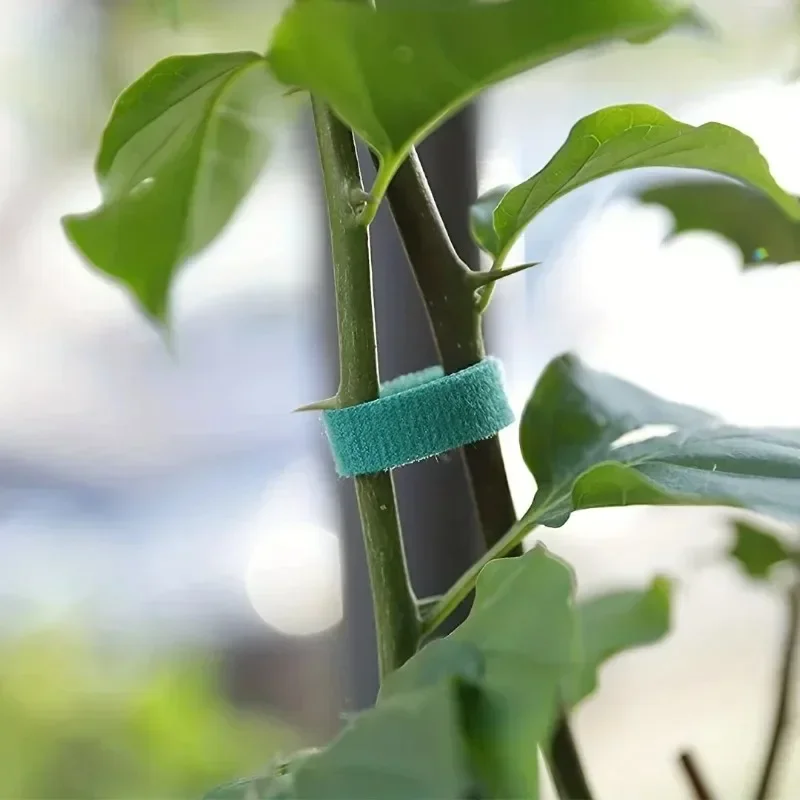 Brida para cables de nailon au - Monstera Thai Constellation reseña y precio