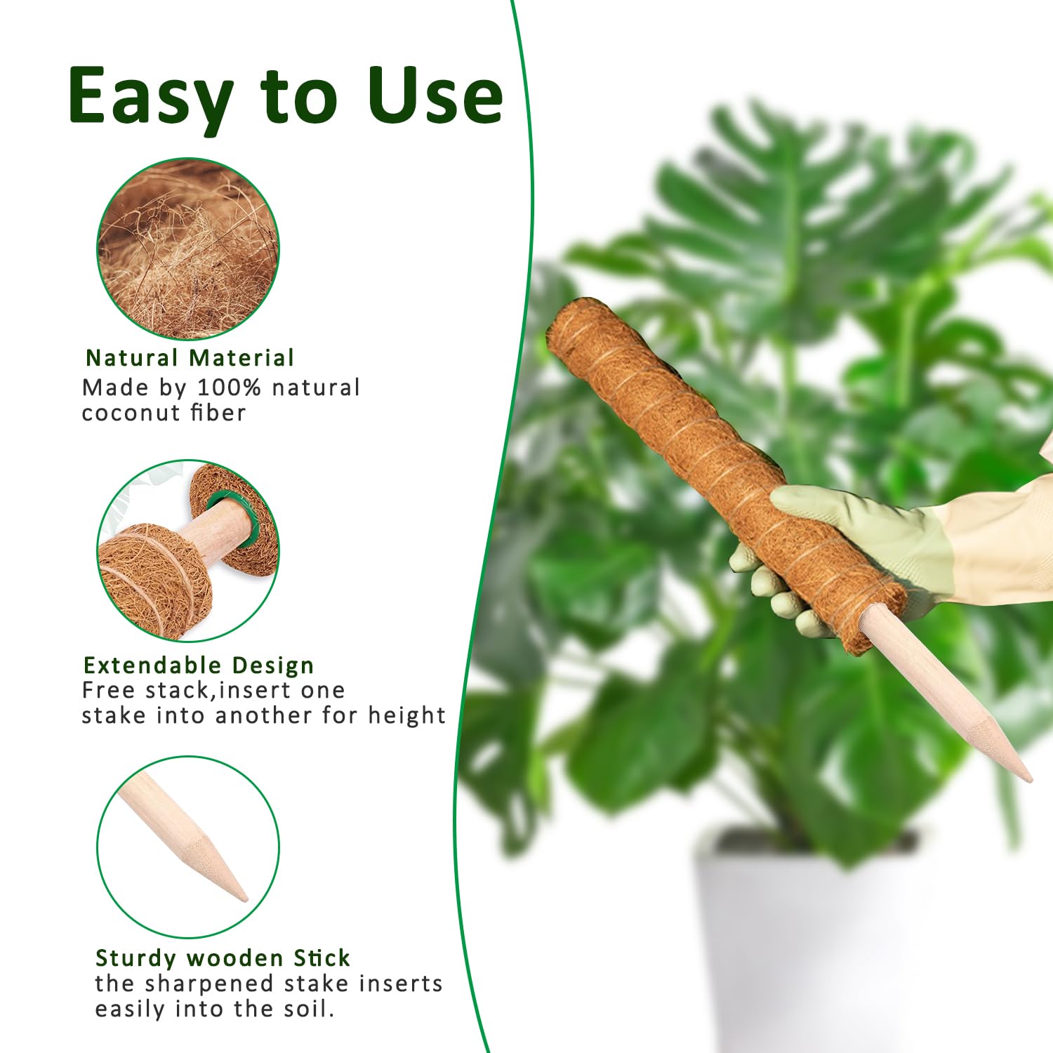 Poste de musgo Monstera de 38/ - Monstera Thai Constellation reseña y precio