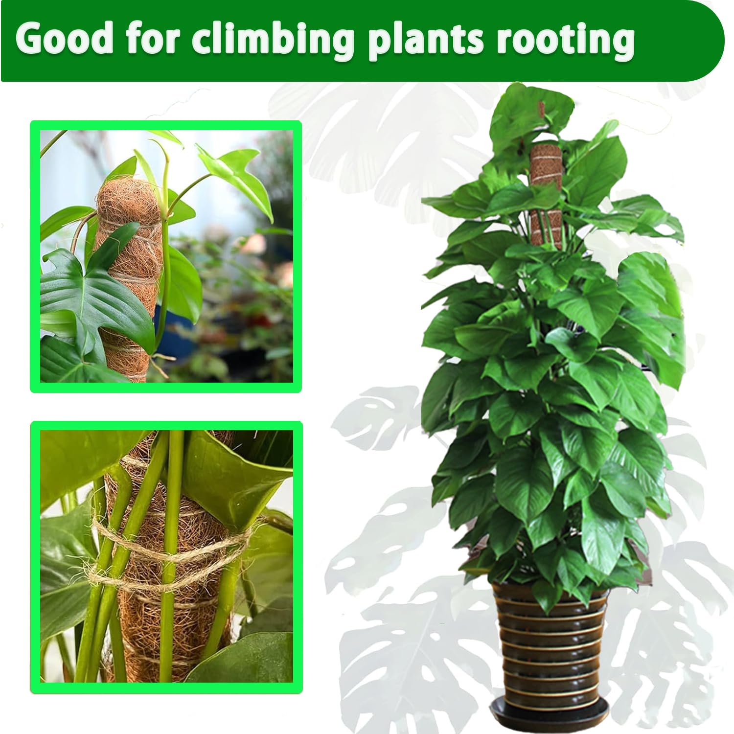 Poste de musgo Monstera de 38/ - Monstera Thai Constellation reseña y precio