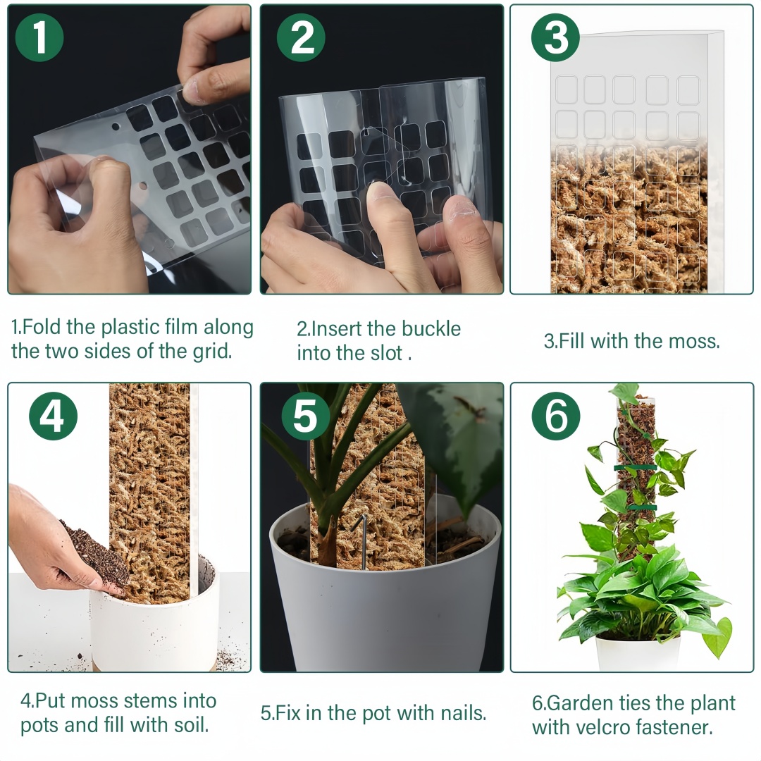 Poste de musgo, soporte de plá - Monstera Thai Constellation reseña y precio