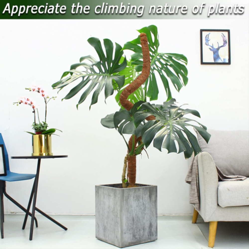 Soporte de escalada de plantas - Monstera Thai Constellation reseña y precio