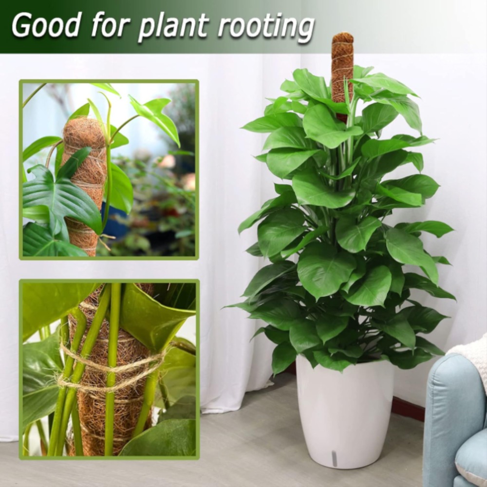 Soporte de escalada de plantas - Monstera Thai Constellation reseña y precio