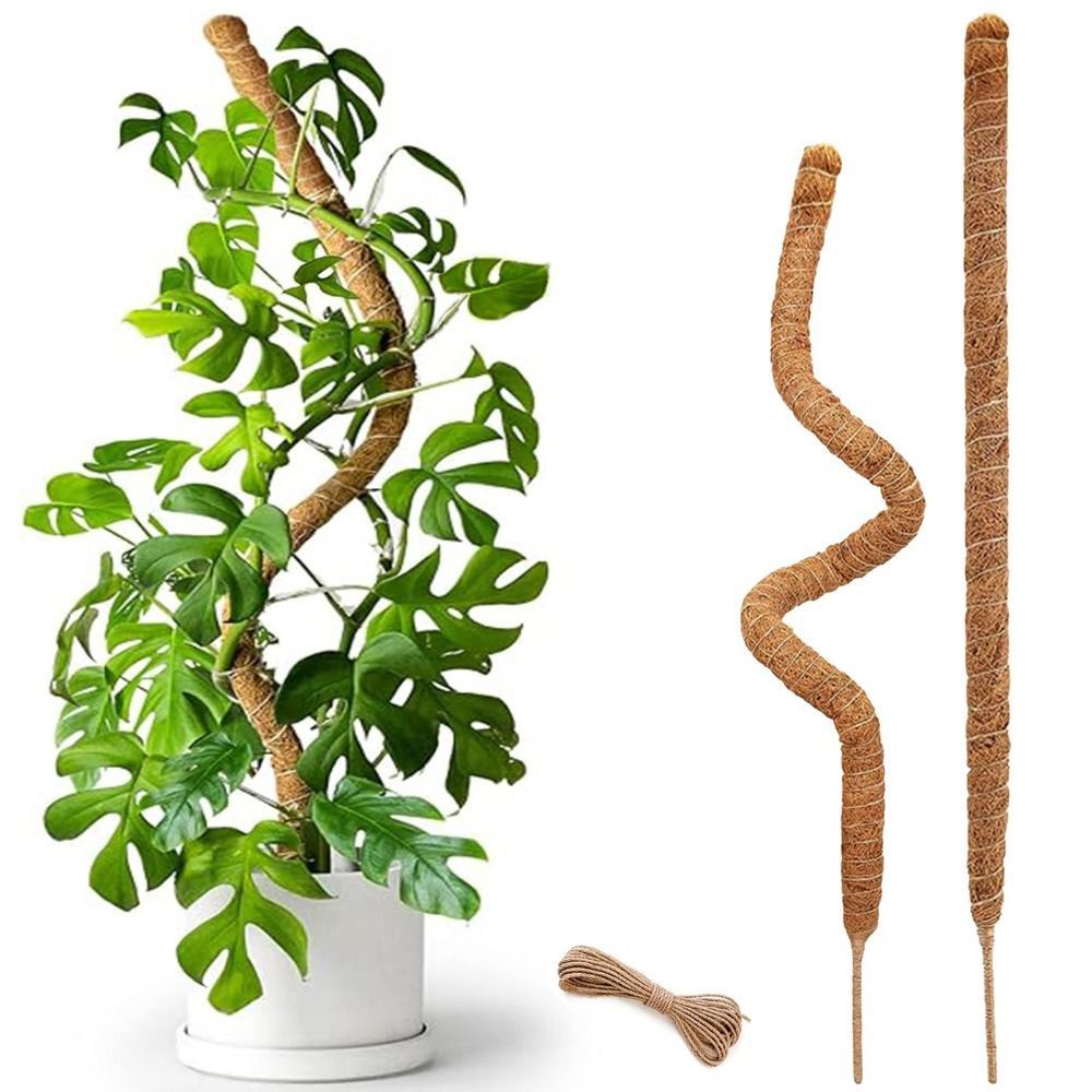 Soporte para Plantas, Poste de - Monstera Thai Constellation reseña y precio