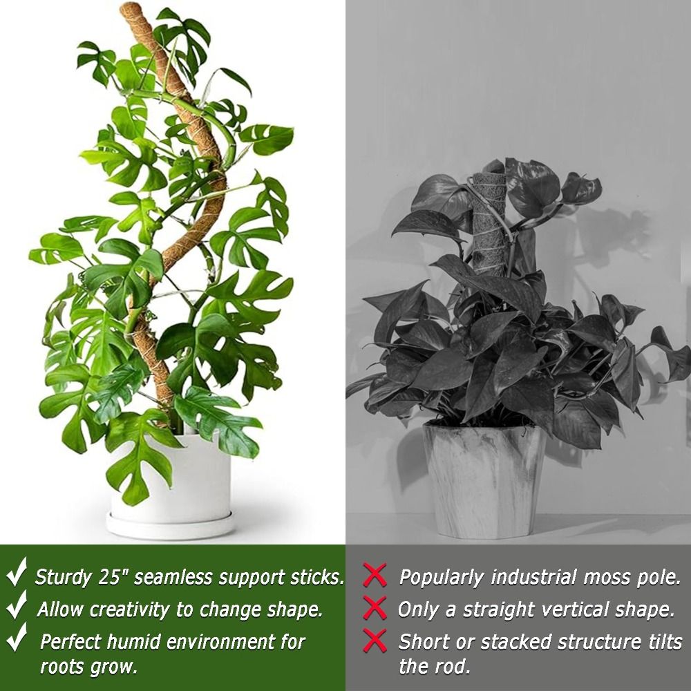 Soporte para Plantas, Poste de - Monstera Thai Constellation reseña y precio