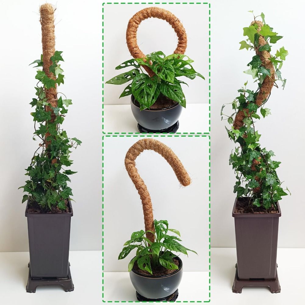 Soporte para Plantas, Poste de - Monstera Thai Constellation reseña y precio