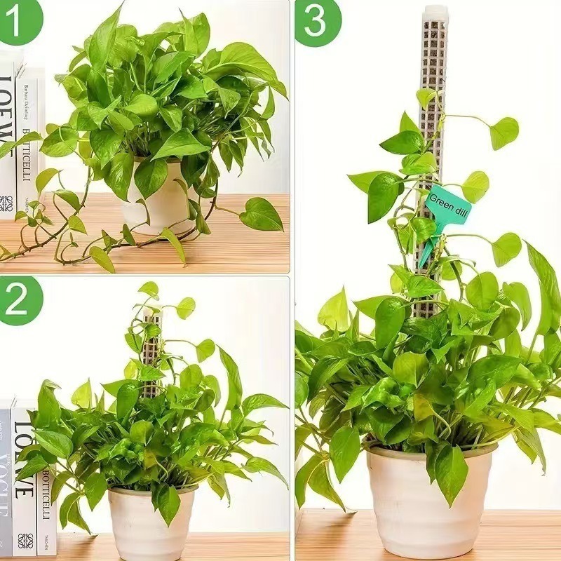 1/2/3 Piezas Columna de Musgo  - Monstera Thai Constellation reseña y precio